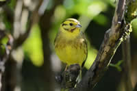 Birds feeding at Clachan Cottage